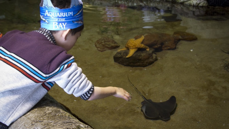 Criança tocando em animal no Aquarium of the Bay