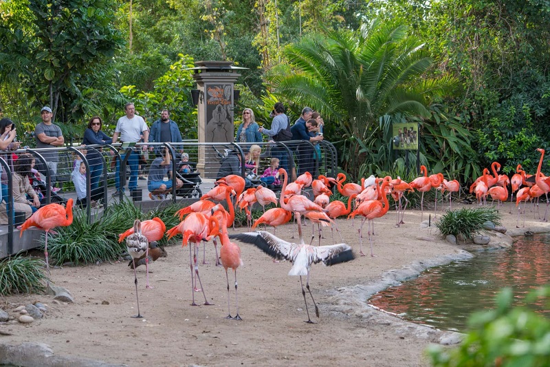 Flamingos no San Diego Zoo