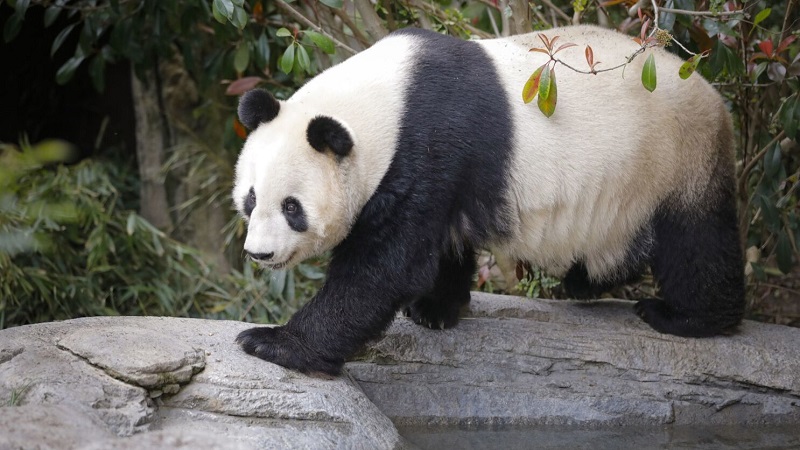 Panda no San Diego Zoo