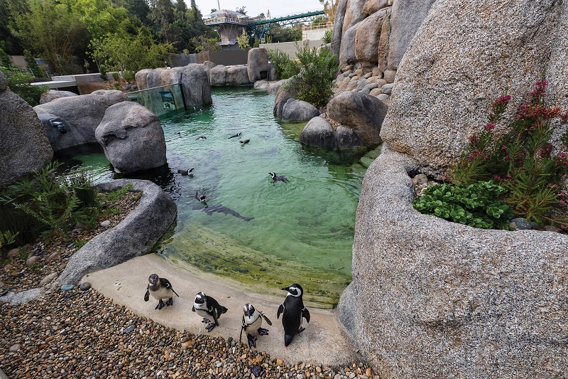 Pinguins no San Diego Zoo
