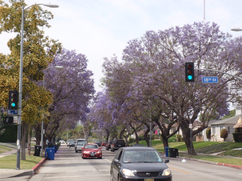 Rua de Los Angeles na primavera