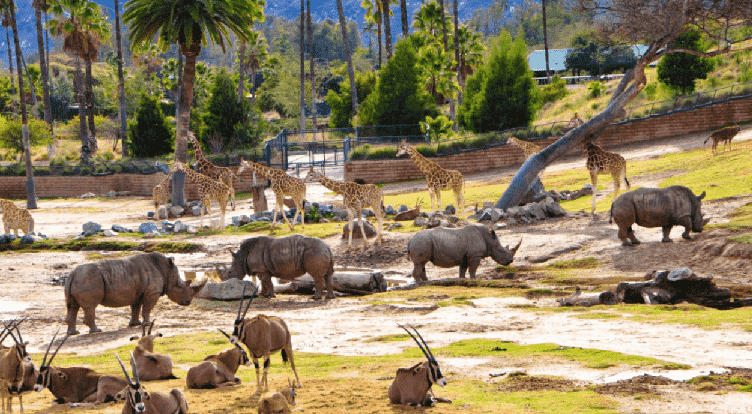  Dicas para ir ao San Diego Zoo Safari Park em San Diego