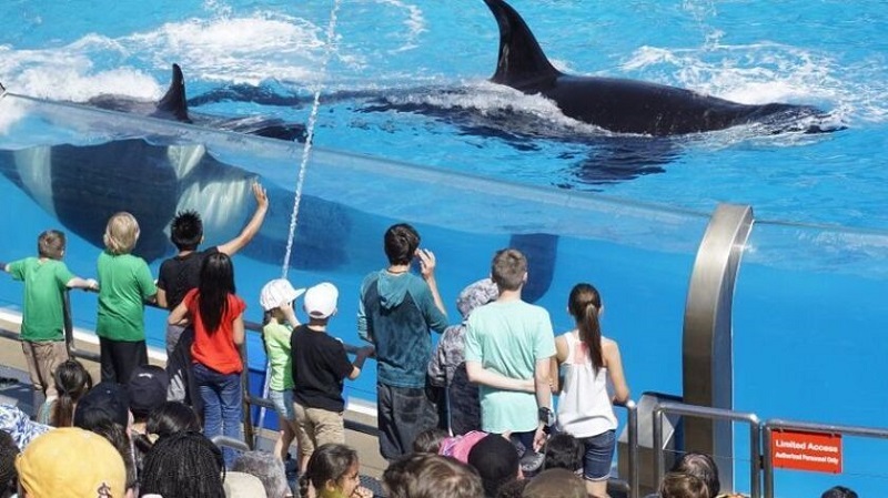 Turistas contemplando baleia no parque SeaWorld