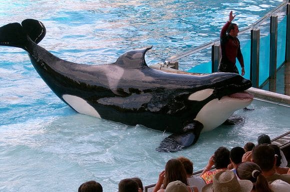 Parque SeaWorld suspende show com orcas