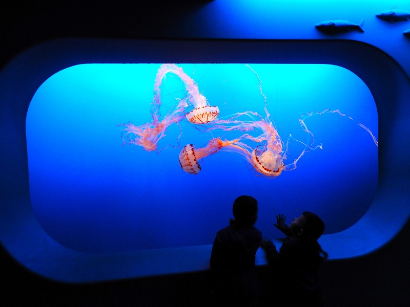 Turistas olhando água-viva no Aquarium of the Bay