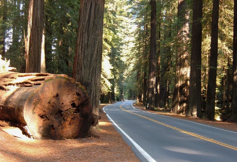 Sequoia Grizzly Giant na Califórnia