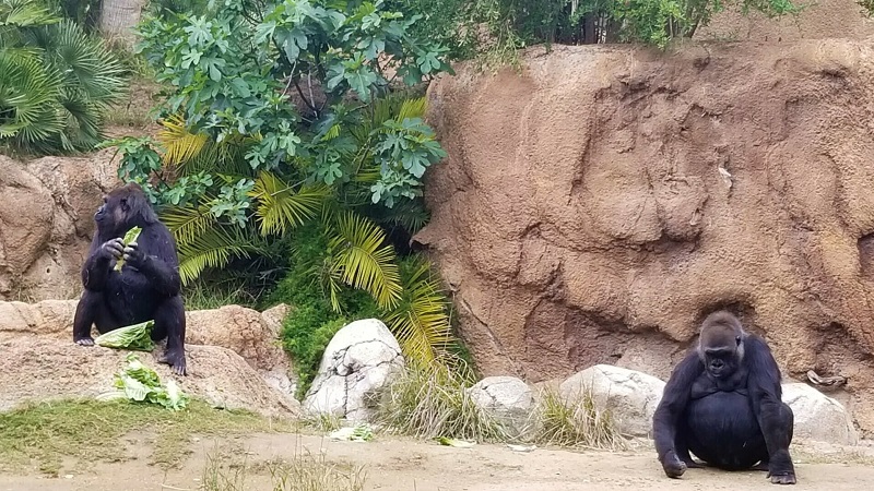 Chimpanzés no Zoológico de Los Angeles