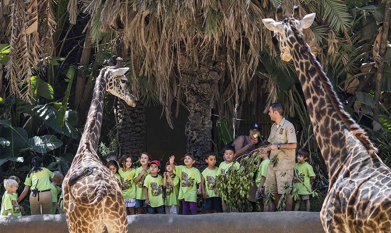 Funcionários cuidando das girafas no Zoológico de Los Angeles