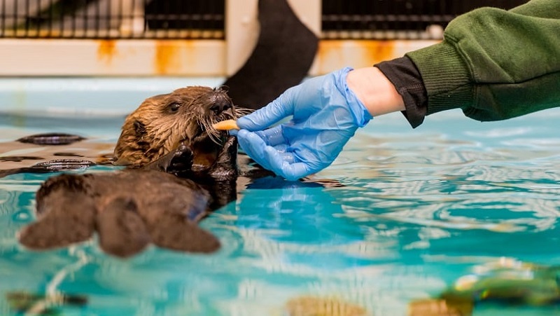 Sea Otter Conservation Tour - Monterey Bay Aquarium