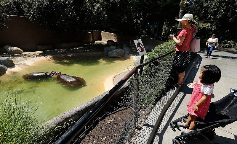 Turistas no Los Angeles Zoo