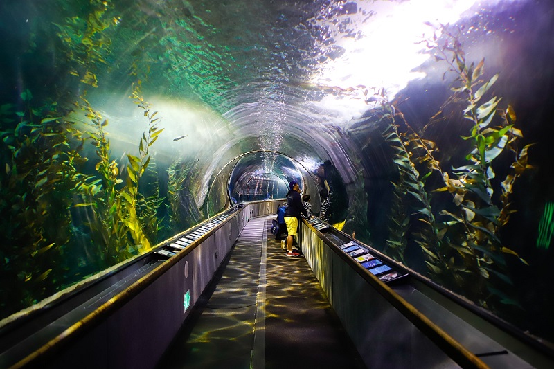 Aquarium of the Bay - San Francisco