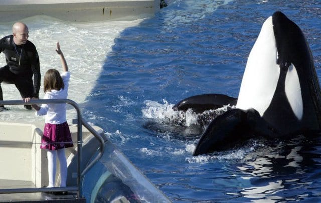 Governo californiano aprovei lei que proíbe criação de orcas