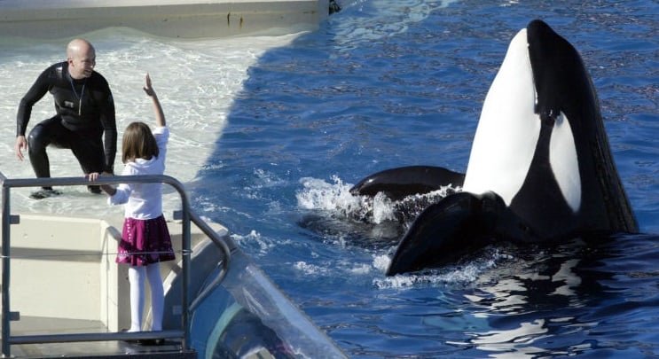 Governo californiano aprovei lei que proíbe criação de orcas