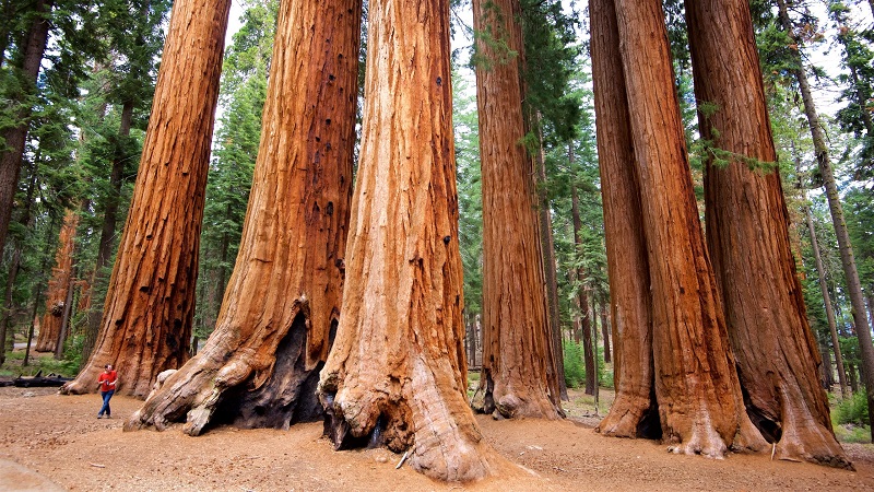 Árvores no Parque Nacional da Sequoia na Califórnia