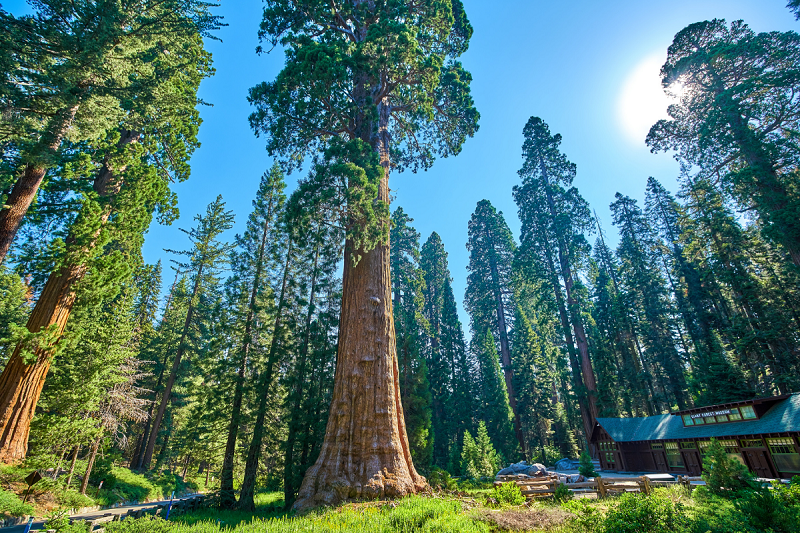 Beleza do Parque Nacional da Sequoia na Califórnia