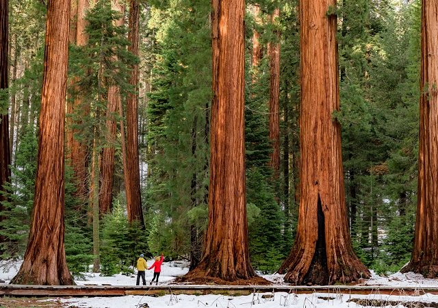 Parque Nacional da Sequoia na Califórnia