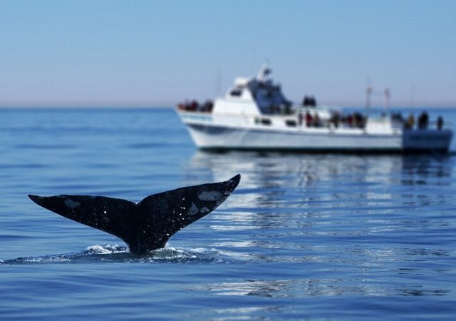 Ingresso para avistar as baleias em San Diego