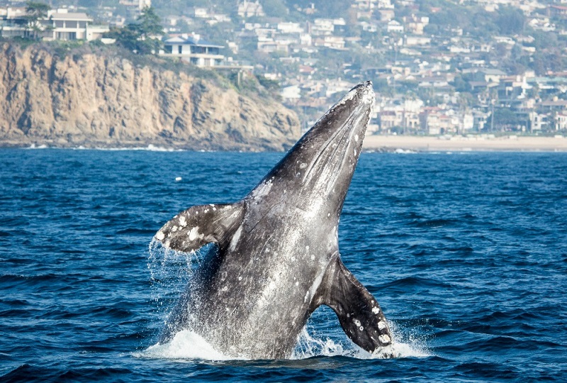 Avistamento de cetáceos em San Diego