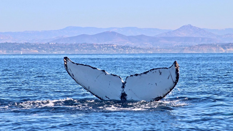 Baleia em San Diego