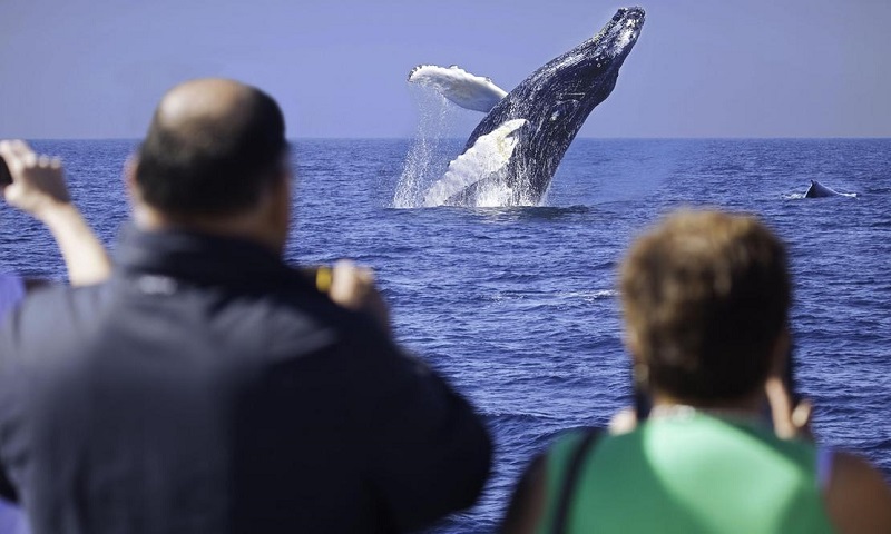 Turistas avistando as baleias