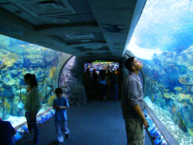 Turistas no Aquarium of the Pacific na Califórnia