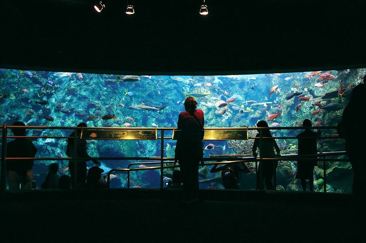 Passeio no Aquarium of the Pacific na Califórnia