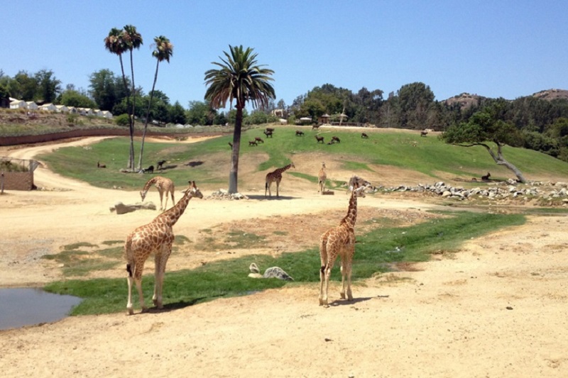 San Diego Zoo Safari Park - Passeio